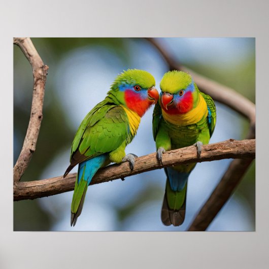 Rainbow Lorikeets Poster (Voorkant)