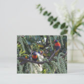 Rainbow Loriket Papegaaien Voeding Briefkaart (Staand voorkant)