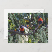 Rainbow Loriket Papegaaien Voeding Briefkaart (Voorkant / Achterkant)