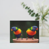 Rainbow Loriket Parrots Briefkaart (Staand voorkant)