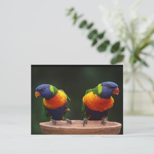 Rainbow Loriket Parrots Briefkaart (Staand voorkant)
