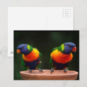 Rainbow Loriket Parrots Briefkaart (Voorkant / Achterkant)