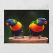 Rainbow Loriket Parrots Briefkaart (Voorkant)