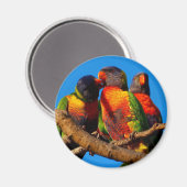 Rainbow Loriket round magnet (Voorkant / Achterkant)