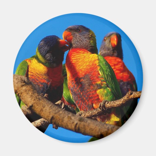 Rainbow Loriket round magnet (Voorkant)