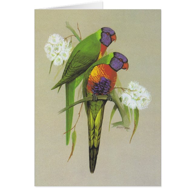 Rainbow Loriket - Trichoglossus haematodus (Voorkant)