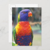 Rainbow Loriket (Trichoglossus haematodus 2) Briefkaart (Voorkant / Achterkant)