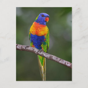 Rainbow Loriket Trichoglossus Haematodus Parrot Briefkaart