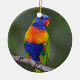 Rainbow Loriket Trichoglossus Haematodus Parrot Keramisch Ornament