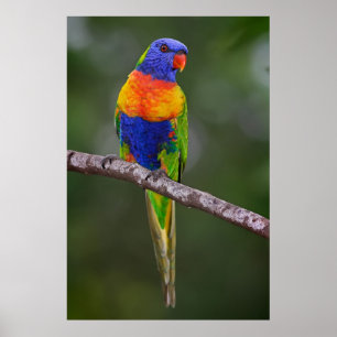 Rainbow Loriket Trichoglossus Haematodus Parrot Poster