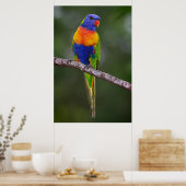 Rainbow Loriket Trichoglossus Haematodus Parrot Poster (Keuken)