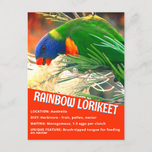 Rainbow Loriket Vogel Educatieve feiten Foto Briefkaart