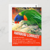 Rainbow Loriket Vogel Educatieve feiten Foto Briefkaart (Voorkant / Achterkant)