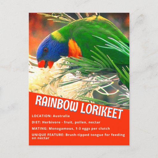 Rainbow Loriket Vogel Educatieve feiten Foto Briefkaart (Voorkant)