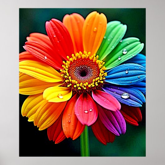 Rainbow Petal Flower Art Poster (Voorkant)