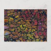 Rainbow Petrified Dinosaur Bone Briefkaart (Voorkant)