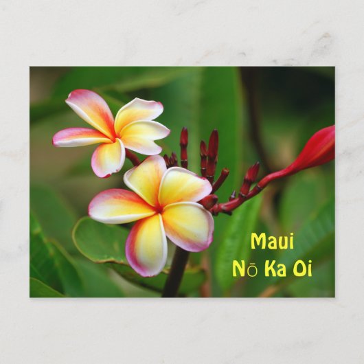 Rainbow Plumeria Flowers, Maui Nō Ka Oi Briefkaart (Voorkant)
