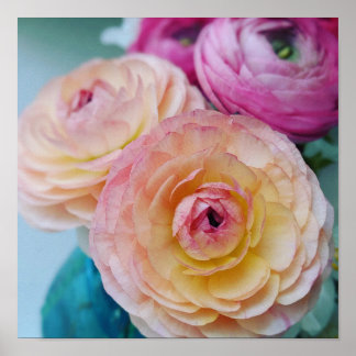 Rainbow Ranunculus Bloemen Poster