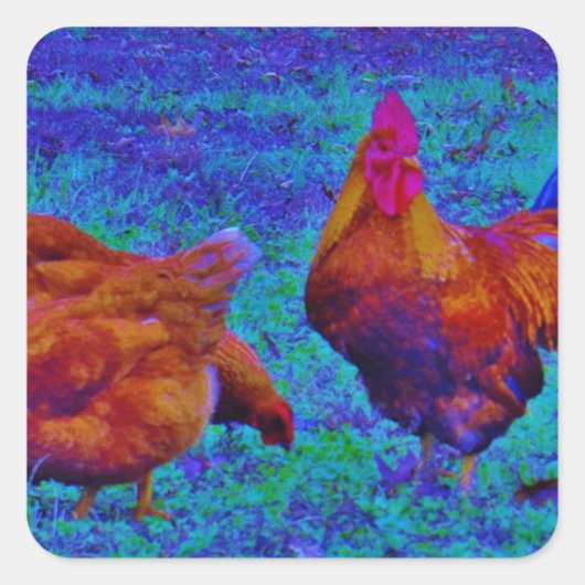 Rainbow Rooster & Hens, elektrisch blauw Vierkante Sticker (Voorkant)