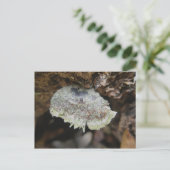 Rainbow Shelf Fungus Briefkaart (Staand voorkant)
