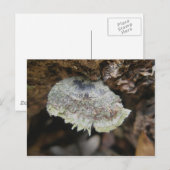 Rainbow Shelf Fungus Briefkaart (Voorkant / Achterkant)