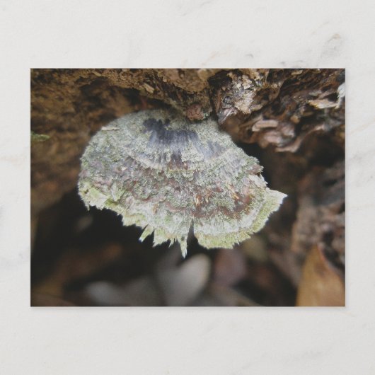 Rainbow Shelf Fungus Briefkaart (Voorkant)