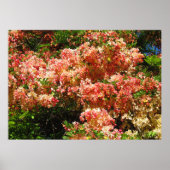 Rainbow Shower-boom Poster (Voorkant)