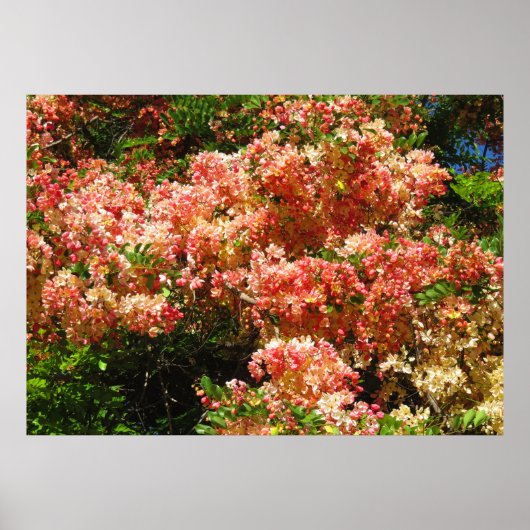 Rainbow Shower-boom Poster (Voorkant)