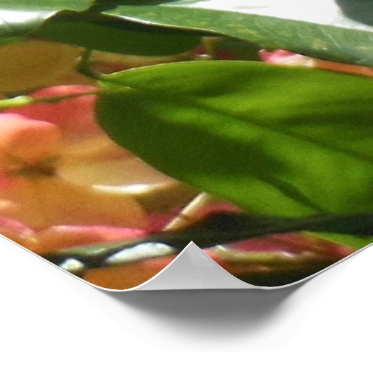 Rainbow Shower-boom Poster (Hoek)