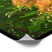 Rainbow Shower Tree Hawaii Poster Prints (Hoek)