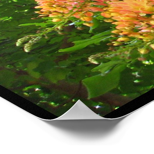 Rainbow Shower Tree Hawaii Poster Prints (Hoek)