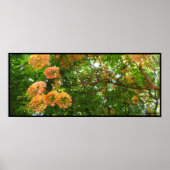 Rainbow Shower Tree Hawaii Poster Prints (Voorkant)