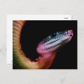 Rainbow Snake Briefkaart (Voorkant / Achterkant)