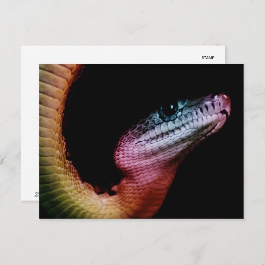 Rainbow Snake Briefkaart (Voorkant / Achterkant)