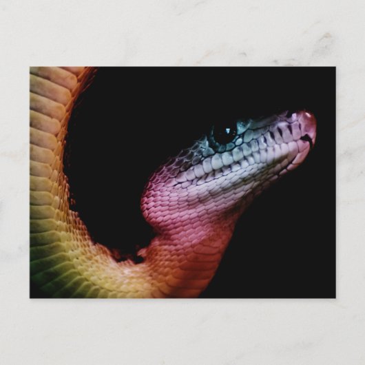 Rainbow Snake Briefkaart (Voorkant)