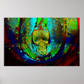 Rainbow Snake Poster (Voorkant)