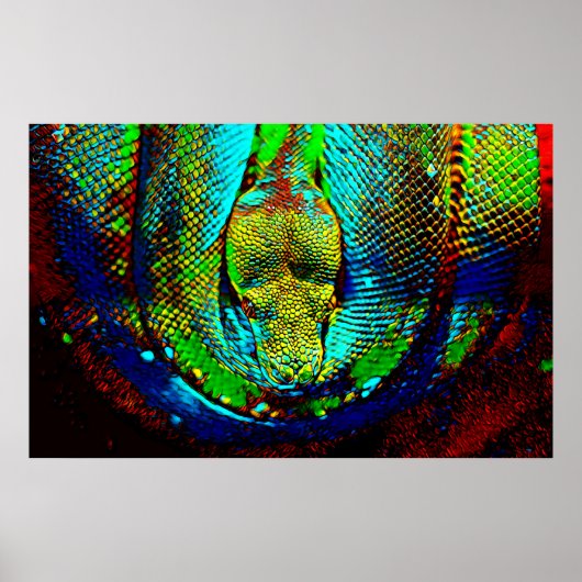 Rainbow Snake Poster (Voorkant)