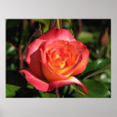Rainbow Sorbet Floribunda Roos 139 Poster (Voorkant)