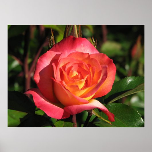 Rainbow Sorbet Floribunda Roos 139 Poster (Voorkant)