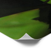 Rainbow Sorbet Floribunda Roos 139 Poster (Hoek)