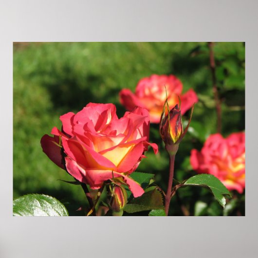 Rainbow Sorbet Floribunda Roos 140 Poster (Voorkant)