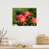 Rainbow Sorbet Floribunda Roos 140 Poster (Keuken)