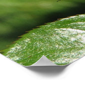 Rainbow Sorbet Floribunda Roos 140 Poster (Hoek)