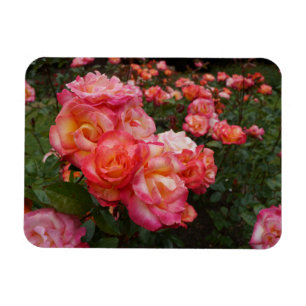 Rainbow Sorbet Roos #4 Foto Magnet Magneet