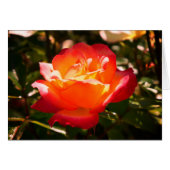 Rainbow Sorbet Roos #5 Kaart (Voorkant Horizontaal)