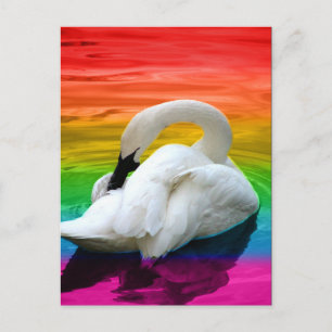 Rainbow Swan Briefkaart