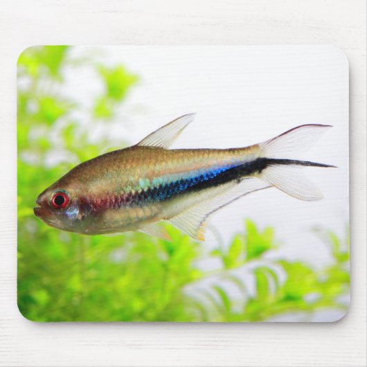 Rainbow Tetra Muismat (Voorkant)