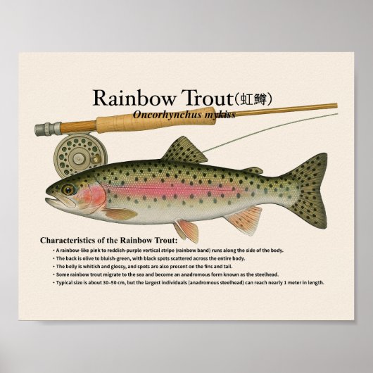 Rainbow Trout – English Art Print (Voorkant)