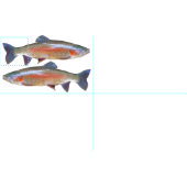 Rainbow Trout Fat Quarter Stof (Delen)