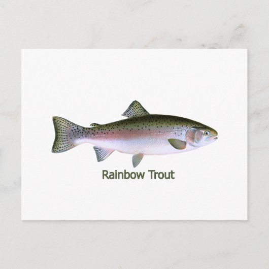 Rainbow Trout Vist Logo Briefkaart (Voorkant)